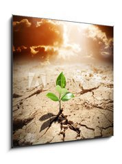 Obraz 1D - 50 x 50 cm F_F62660495 - plant in arid land - climate warming and drought concept - rostlin na suchém pozemku