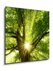 Sklenn obraz 1D - 50 x 50 cm F_F63191494 - Sonne strahlt explosiv durch den Baum - Slunce explozivn svt skrz strom