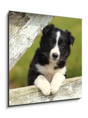 Obraz 1D - 50 x 50 cm F_F63537900 - Border Collie Puppy With Paws on White Rustic Fence 2