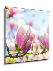 Obraz 1D - 50 x 50 cm F_F64325812 - Beautiful blossoming magnolia tree in the spring time