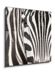 Obraz   Close up of zebra head and body with beautiful striped pattern, 50 x 50 cm