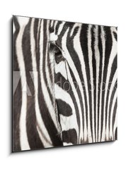 Sklenn obraz 1D - 50 x 50 cm F_F64489568 - Close-up of zebra head and body with beautiful striped pattern - Zavt