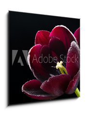 Obraz 1D - 50 x 50 cm F_F64511912 - Wet purple-black tulip. - Mokr fialov