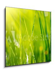 Obraz 1D - 50 x 50 cm F_F64529085 - Fresh green grass with dew drops closeup. Soft Focus