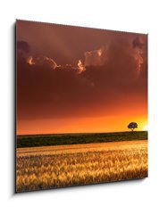 Sklenn obraz 1D - 50 x 50 cm F_F64566534 - Sunset in the agricultural areas - Zpad slunce v zemdlskch oblastech