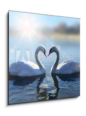 Sklenn obraz 1D - 50 x 50 cm F_F64665016 - Swans on blue lake water in sunny day - Labut na modr jezero v slunench dnech