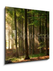 Obraz 1D - 50 x 50 cm F_F64670682 - autumn forest trees. nature green wood sunlight backgrounds. - podzimní lesní stromy. příroda zelené dřevo sluneční světlo pozadí.