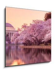 Sklenn obraz 1D - 50 x 50 cm F_F64932334 - the Jefferson Memorial during the Cherry Blossom Festival - Jeffersonv pamtnk bhem festivalu Cherry Blossom