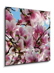 Obraz 1D - 50 x 50 cm F_F65813621 - Magnolia tree blossom - Kvetouc strom magnlie