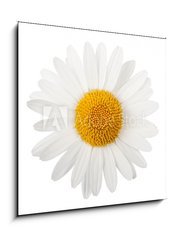 Sklenn obraz 1D - 50 x 50 cm F_F65929799 - White daisy