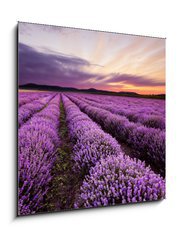 Obraz 1D - 50 x 50 cm F_F67101822 - Sunrise in Lavender Field