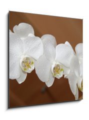 Obraz 1D - 50 x 50 cm F_F6749308 - orchidea