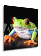 Obraz   frog closeup on black, 50 x 50 cm