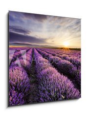 Obraz 1D - 50 x 50 cm F_F67559194 - Lavender Sunrise - Levandule Vchod slunce