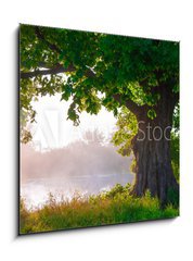 Obraz 1D - 50 x 50 cm F_F67675896 - Oak tree in full leaf in summer standing alone