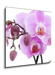 Sklenn obraz 1D - 50 x 50 cm F_F6889647 - Violet orchid - Fialov orchidej
