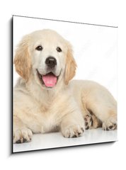 Sklenn obraz 1D - 50 x 50 cm F_F69054182 - Golden Retriever puppy on white background