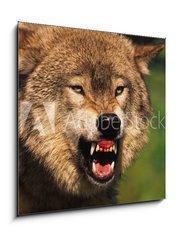 Obraz 1D - 50 x 50 cm F_F69348071 - Snarling Wolf