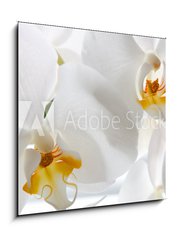 Obraz 1D - 50 x 50 cm F_F69659288 - Detail of two orchid flowers.
