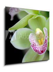 Sklenn obraz 1D - 50 x 50 cm F_F6971855 - Green orchid with red spots