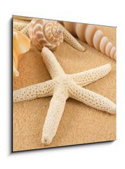 Obraz 1D - 50 x 50 cm F_F7005446 - Seashell - Mule