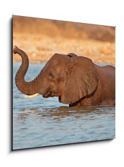 Obraz 1D - 50 x 50 cm F_F70143412 - Elephant in water, Etosha National Park