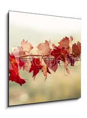Sklenn obraz 1D - 50 x 50 cm F_F70603300 - Foglie di vite in autunno
