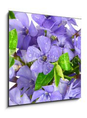 Sklenn obraz 1D - 50 x 50 cm F_F7068319 - Small violet of flower on white background