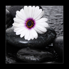 Obraz   Macro of beautiful white gerbera with wet stones, 50 x 50 cm