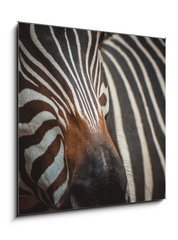Obraz 1D - 50 x 50 cm F_F71306384 - Zebra portrait in Prague Zoo