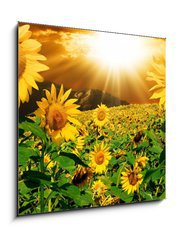 Sklenn obraz 1D - 50 x 50 cm F_F7160083 - Sunflowers - Slunenice