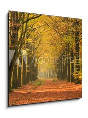 Sklenn obraz 1D - 50 x 50 cm F_F73139707 - Warm autumn colors in a beautiful lane in a forest. - Tepl podzimn barvy v krsnm pruhu v lese.