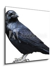 Sklenn obraz 1D - 50 x 50 cm F_F73535109 - Black raven. Bird isolated on white.