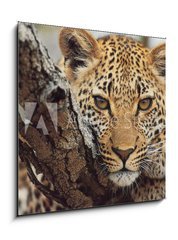 Obraz 1D - 50 x 50 cm F_F743250 - big cat - velk koka