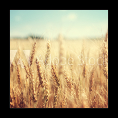 Obraz 1D - 50 x 50 cm F_F74641866 - golden wheat field and sunny day