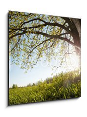 Obraz 1D - 50 x 50 cm F_F75811470 - Oak tree