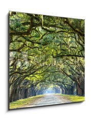 Obraz 1D - 50 x 50 cm F_F76209403 - Country Road Lined with Oaks in Savannah, Georgia - Country Road lemovan s duby v Savannah, Gruzie