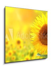 Obraz 1D - 50 x 50 cm F_F76362209 - Sunflowers - Slunenice