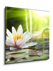Obraz 1D - 50 x 50 cm F_F76650282 - lotus flower - lotosový květ
