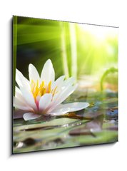 Obraz 1D - 50 x 50 cm F_F76650282 - lotus flower - lotosov kvt