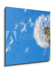 Obraz 1D - 50 x 50 cm F_F7711607 - Dandelion Flying Seeds - Pampeliška Létající semena