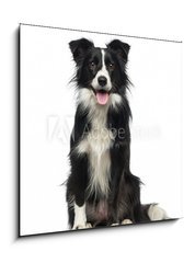 Obraz   Border Collie (2 years old), 50 x 50 cm