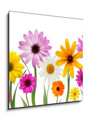 Sklenn obraz 1D - 50 x 50 cm F_F7866722 - Summer daisies