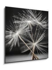 Obraz 1D - 50 x 50 cm F_F79359123 - Dandelion seeds standing - Semena pampeliky