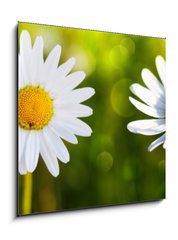 Obraz 1D - 50 x 50 cm F_F80255596 - White daisy flowers .