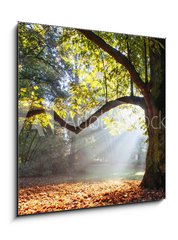 Sklenn obraz 1D - 50 x 50 cm F_F80921295 - mighty oak tree - mocn dub