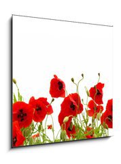 Obraz 1D - 50 x 50 cm F_F81019876 - red poppy