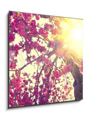 Sklenn obraz 1D - 50 x 50 cm F_F82135956 - Spring blossom. Beautiful nature scene with blooming tree - Jarn kvty. Krsn scna prody s kvetoucm stromem