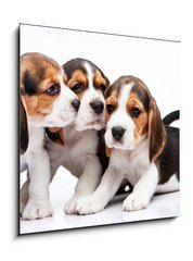 Obraz 1D - 50 x 50 cm F_F82868571 - Beagle puppies on white background