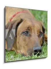 Sklenn obraz 1D - 50 x 50 cm F_F83953223 - dog on the grass